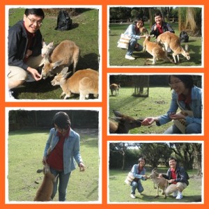 Manja banget anak kangguru ini... So cute !