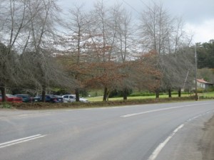 Pohon yang cantik sehabis winter...