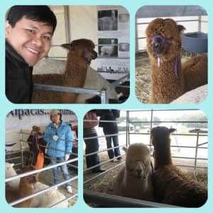 Cute & adorable Alpaca