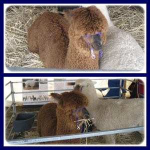 Pengen dibawa pulang... dipiara di rumah..