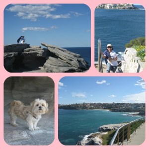 ada anjing yg ikutan coastal walk juga loh :)