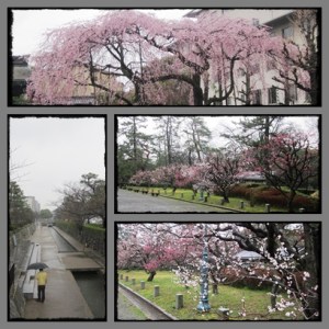 Sakura start blossom @ Kyoto
