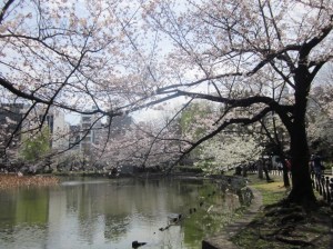 Beautiful View @ Ueno Park