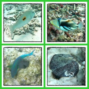 Blackspot emperor, picasso trigger fish, stingray