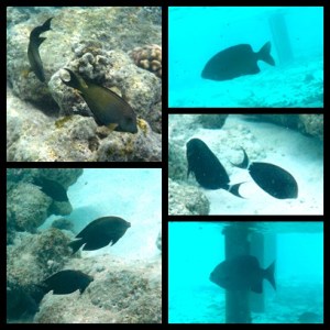 Warna sama hitam, tapi bentuknya berbeda semua