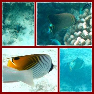 Butterfly fish