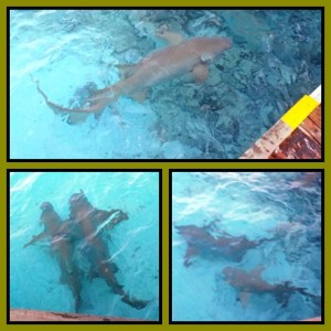 Black tip reef shark, bisa sekitar 2 meter panjangnya.