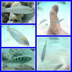 Small fish around the beach