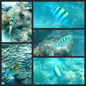 Ikan garis2 tapi beda semua