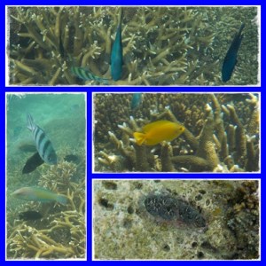 kanan bawah : Kima raksasa (kerang laut yang langka)