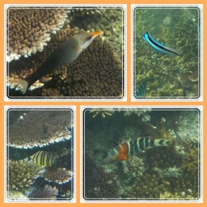 Birdnose wrasse fish (ikan yang bermoncong itu)