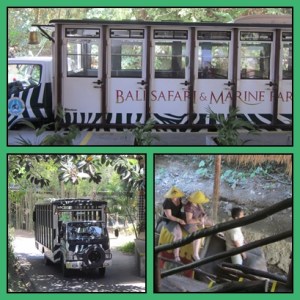 Transportasi keliling Safari : mobil atau naik gajah ?