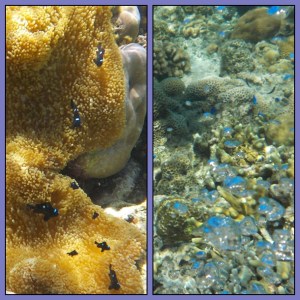 Ikan mini yg cantik dan bubble anak ikan - dari telur mau menetas ini sepertinya. Keren !