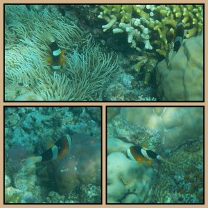 Ketemu nemo si badut (clownfish) 