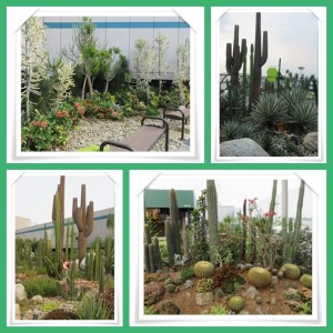 Taman kaktus @ Changi