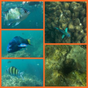snorkeling-2
